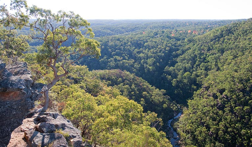 Eucalypt forest canopy from above